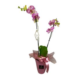 2 ágas lepkeorchidea kerámia kaspóban