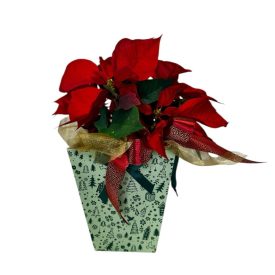 Piros mikulásvirág dísztasakban