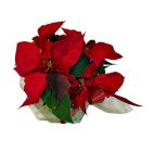 Piros mikulásvirág dísztasakban