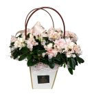 Azálea díszítve, dísztasakban