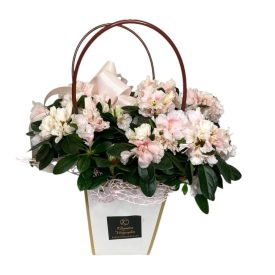 Azálea díszítve, dísztasakban