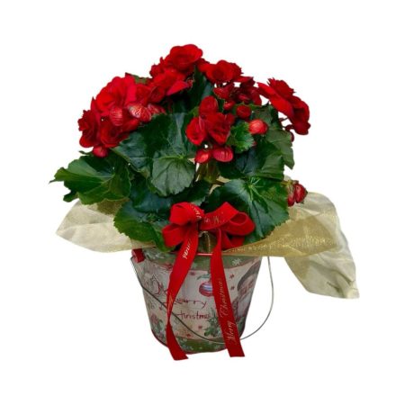 Begónia karácsonyi bádogkaspóban