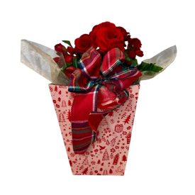 Begónia karácsonyi dísztasakban