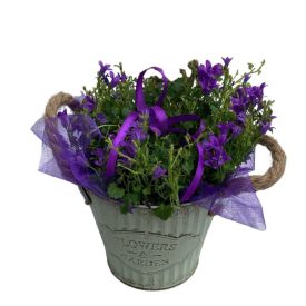 Campanula dísztítve, fém vödörben