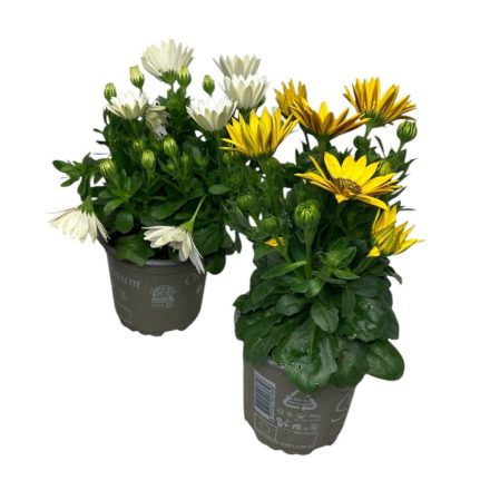 Cseppecskevirág - Osteospermum - 2 darab