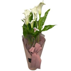   Cserepes fehér kála pasztell rózsaszín díszcsomagolásban 