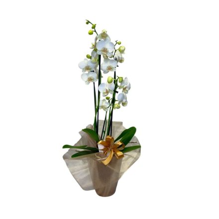 Cserepes orchidea karácsonyi kaspóban