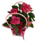 Cserepes rózsaszín rózsa dísztasakban