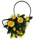 Cserepes sárga rózsa dísztasakban