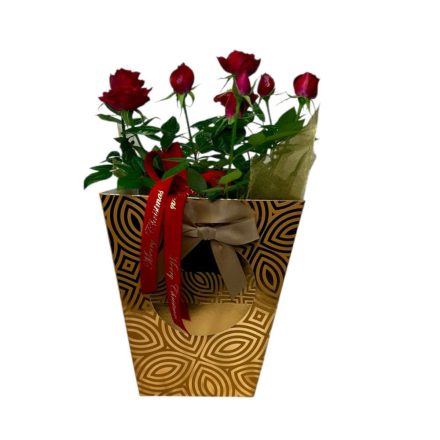 Cserepes rózsa karácsonyi dísztasakban