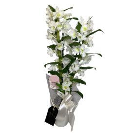 Dendróbium kerámia kaspóban, betűzővel - fehér