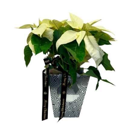 Fehér mikulásvirág dísztasakban