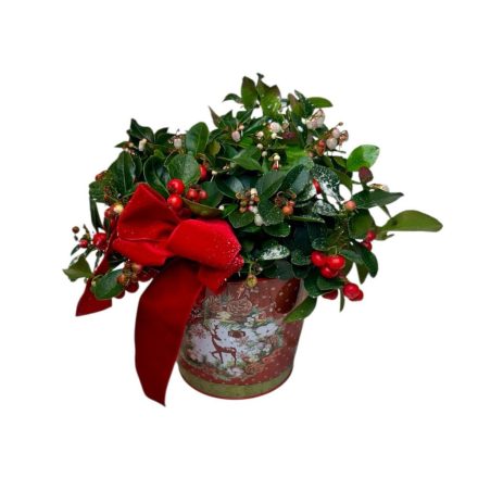 Gaultéria bádog kaspóban