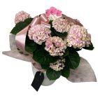 Hortenzia kerámia kaspóban, anyák napi betűzővel - rózsaszín