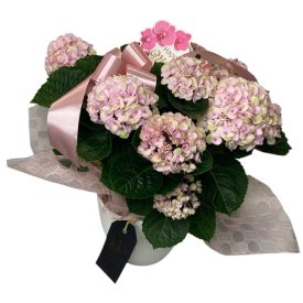   Hortenzia kerámia kaspóban, anyák napi betűzővel - rózsaszín