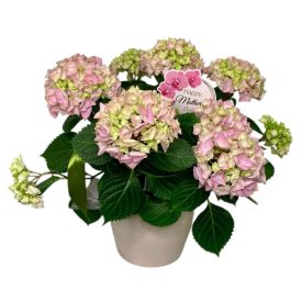   Rózsaszín hortenzia kerámia kaspóban anyák napi betűzővel