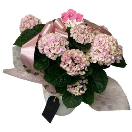 Hortenzia kerámia kaspóban, anyák napi betűzővel - rózsaszín