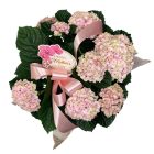 Hortenzia kerámia kaspóban, anyák napi betűzővel - rózsaszín