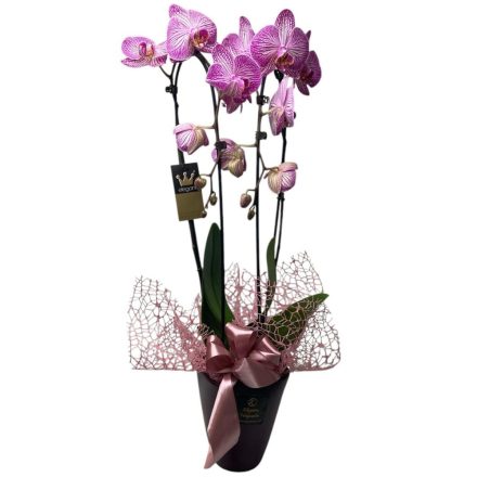 Íves pink phalaenopsis lila kerámia kaspóban