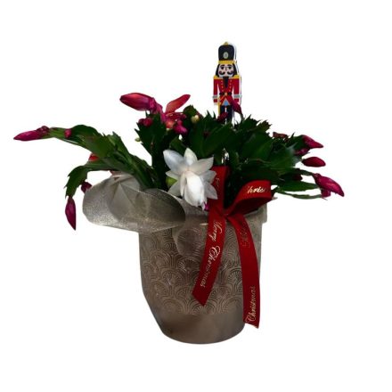 Karácsonyi kaktusz kerámia kaspóban, diótörővel