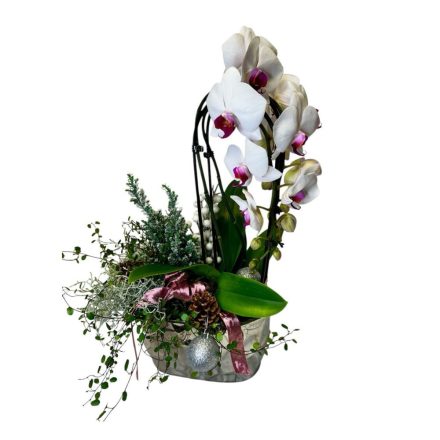 Karácsonyi összeültetés orchideával, ezüst kaspóban