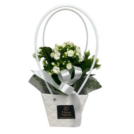 Korall tasakban - fehér