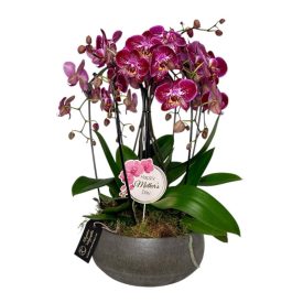 Lila orchideás összeültetés