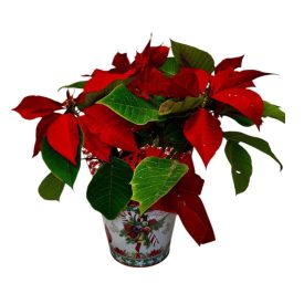 Mikulásvirág bádogkaspóban-több színben