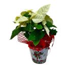 Mikulásvirág bádogkaspóban-több színben