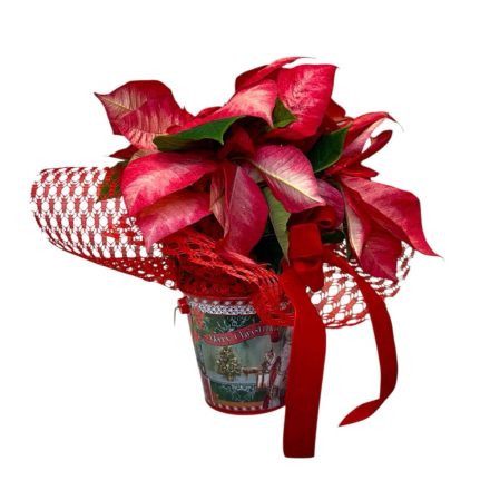 Mikulásvirág karácsonyi bádogkaspóban