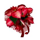 Mikulásvirág karácsonyi bádogkaspóban