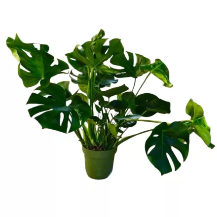 Monstera - nagy