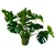 Monstera - nagy