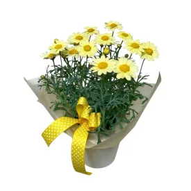 Margaréta díszítve, kannában – sárga