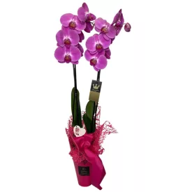 Pink phalaenopsis karton díszcsomagolásban