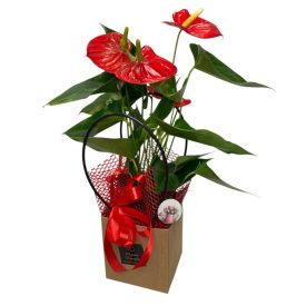 Piros cserepes flamingó betűzővel, papírtasakban