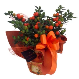Solanum díszcsomagolásban