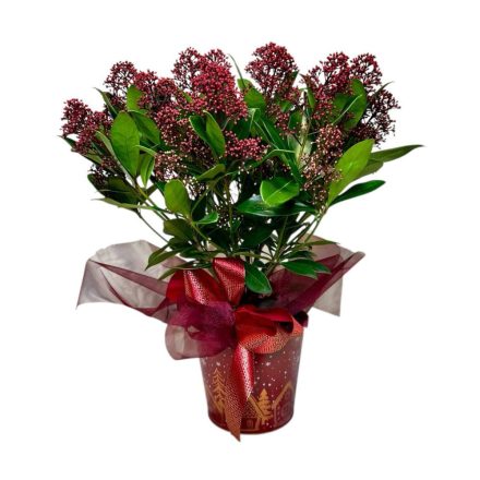 Szkimmia díszítve, karácsonyi kaspóban